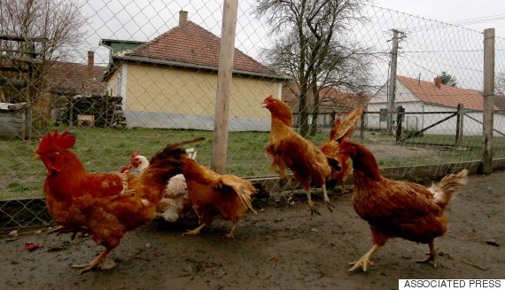 chickens