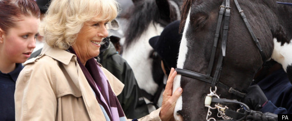 Camilla Horses About