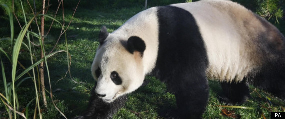 Panda Panda Scottish Zoo Tian Tian