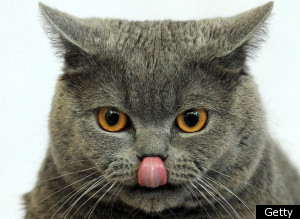 Animal Tongues