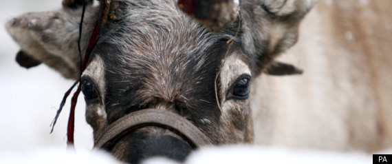 Reindeer