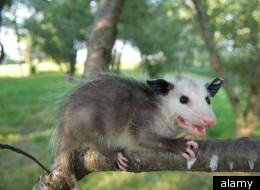 PETA Says No More New Years Opossum Drop