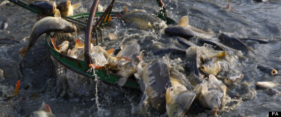 Fish Quotas Eu