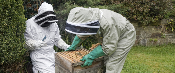 agriculture N-BEE-GARDEN-large570