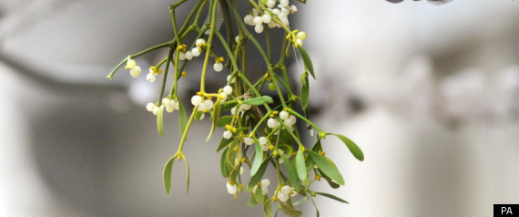 Mistletoe Disappering