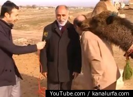 When Even-Toed Ungulates Attack! Camel Interrupts Turkish News Interview, Chases Tourist (VIDEO)