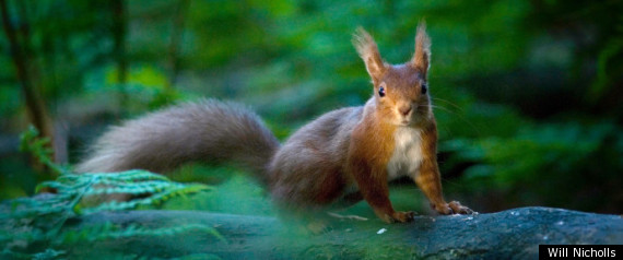 Squirrel