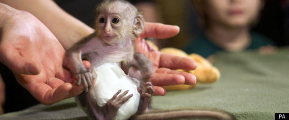 Monkey In A Nappy