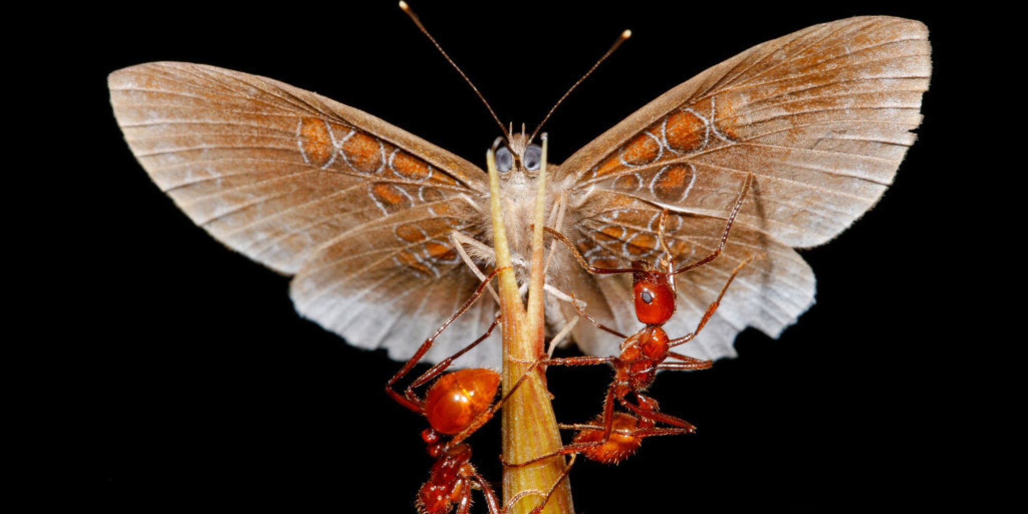 WATCH This Butterfly and Ant's Relationship Is... Complicated HuffPost