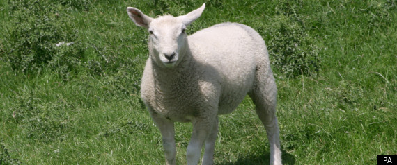 Sheep Killer