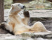 polar-bears