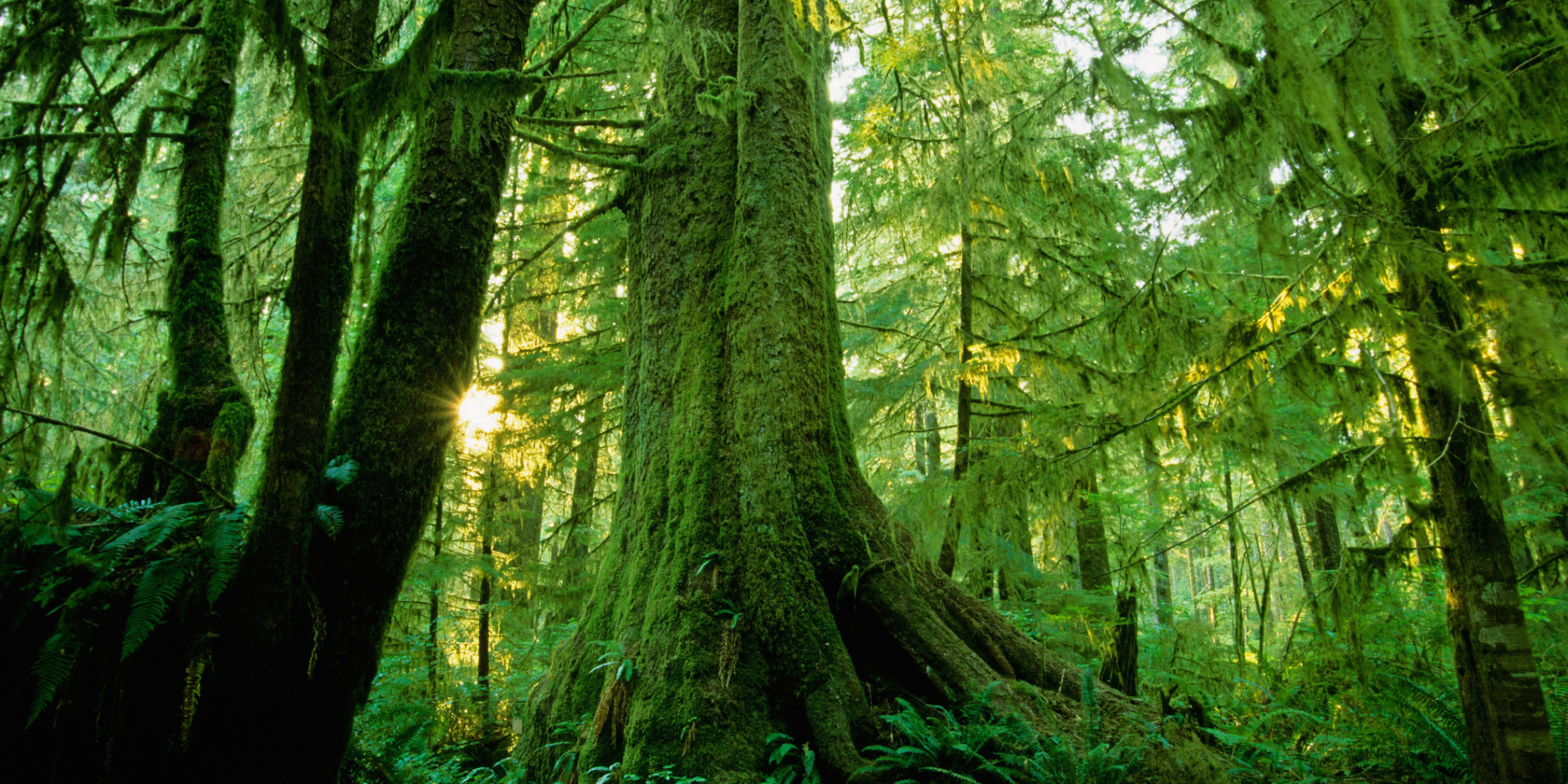 Talking Trees How Trees Communicate HuffPost UK