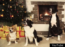 The Rex Factor: Four Dogs Sing 'Jingle Bells' (VIDEO)