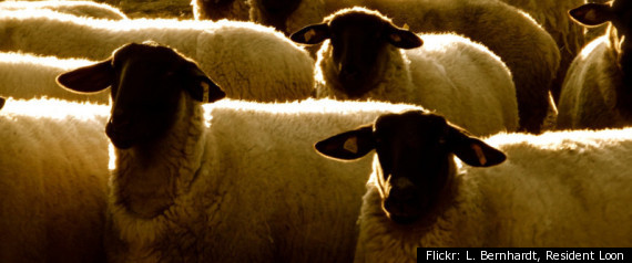 Sheep