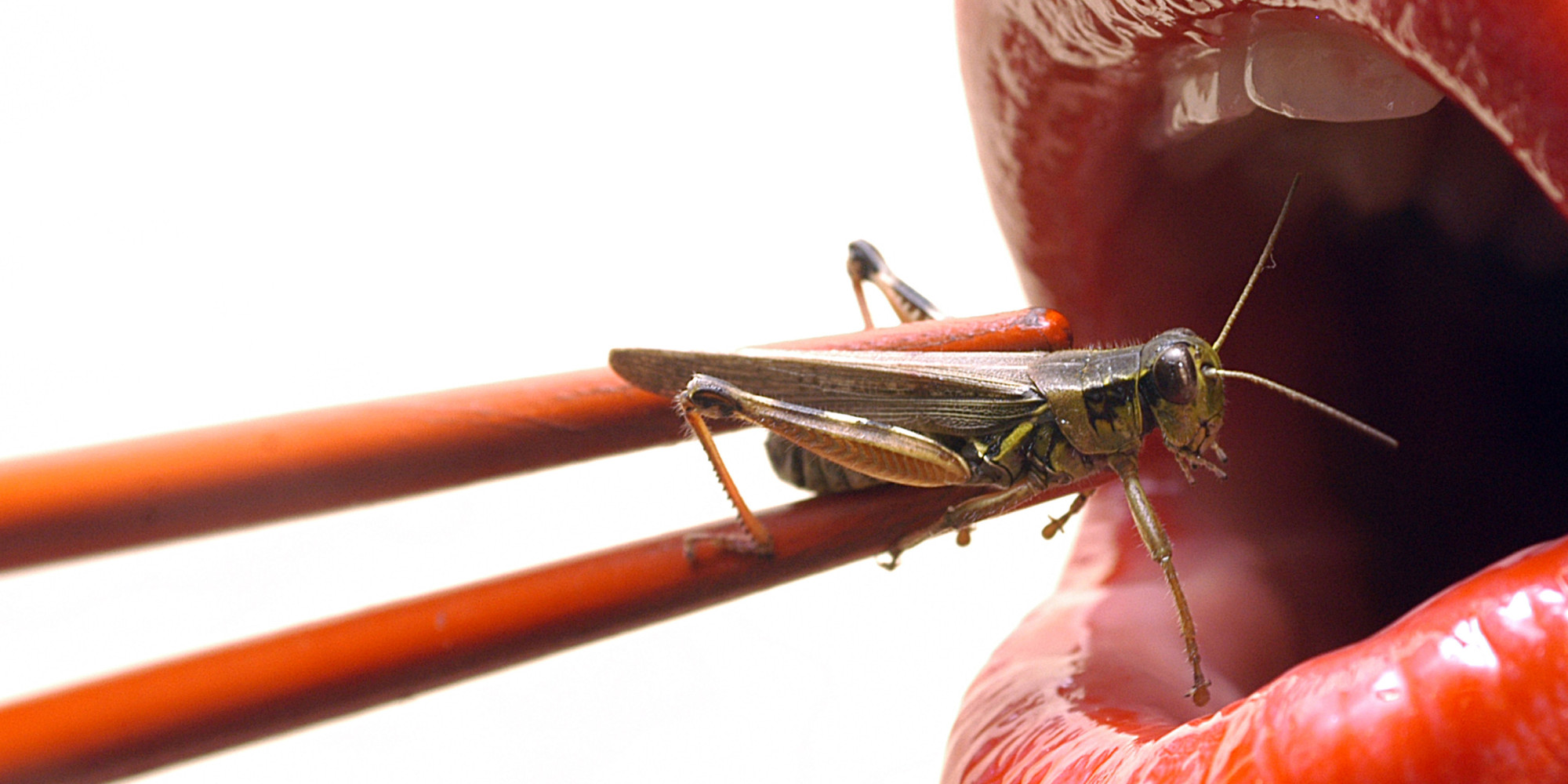 these-exterminators-want-you-to-have-a-tasty-free-lunch-of-bugs-grist