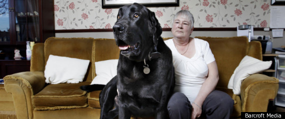 Britain Biggest Dog