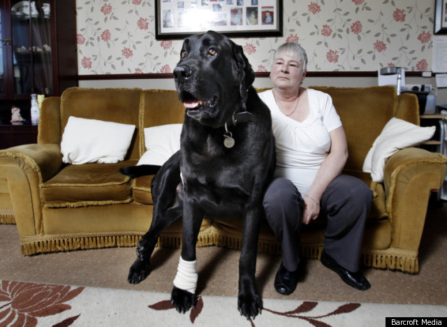 Biggest Newfoundland