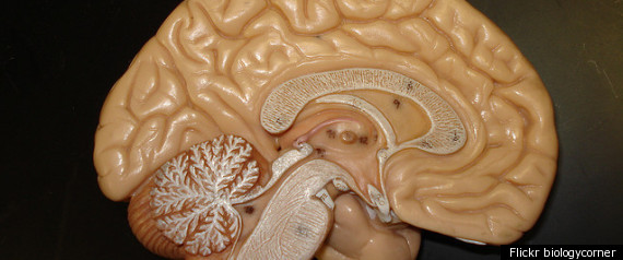 Brain