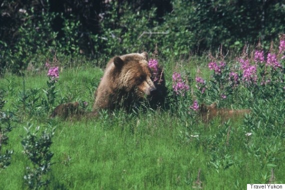 grizzli