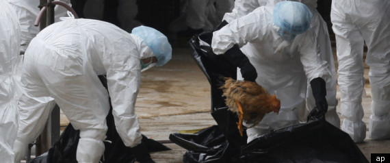 Bird Flu Hong Kong