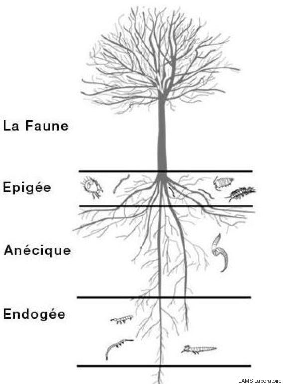 arbre