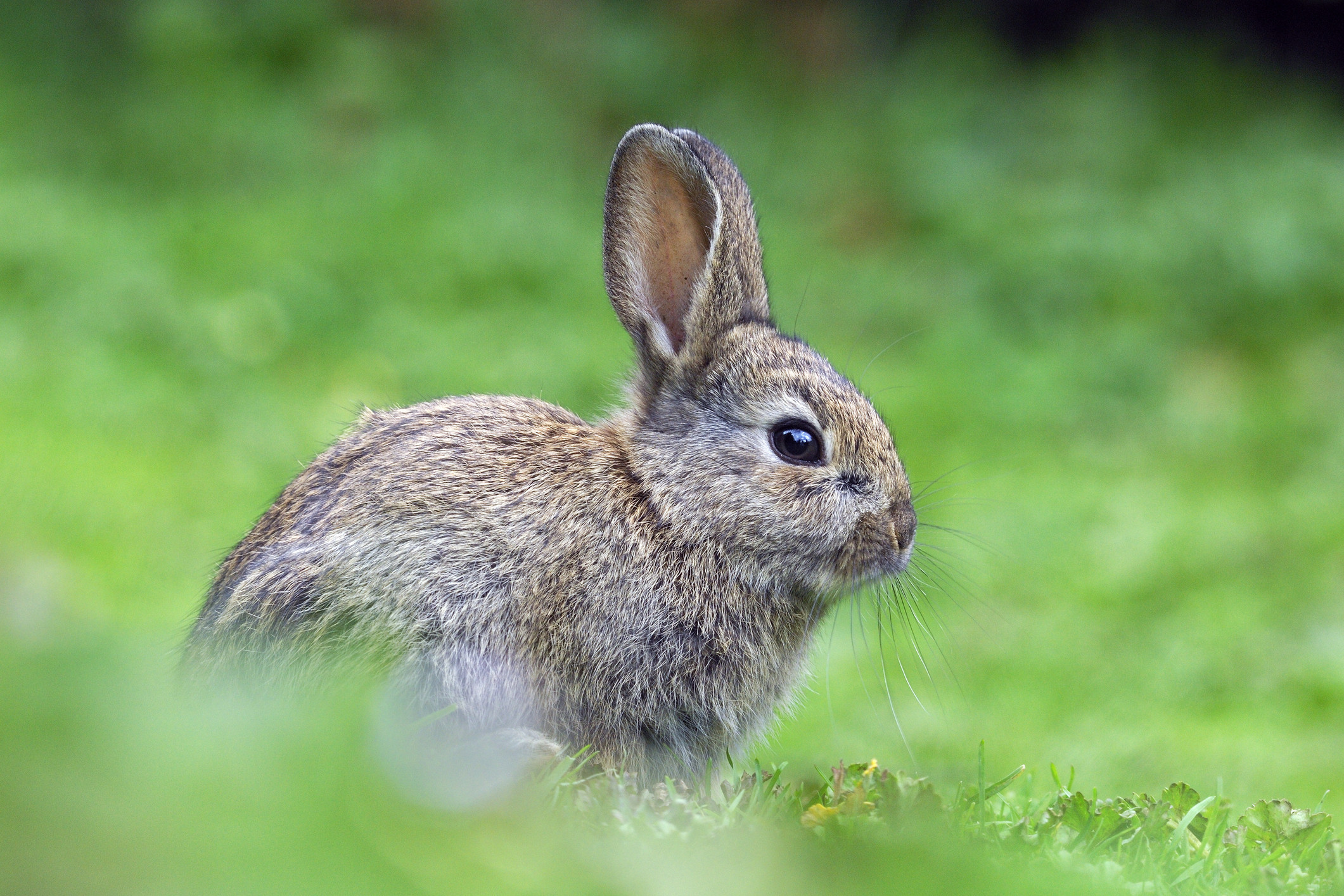 oryctolagus