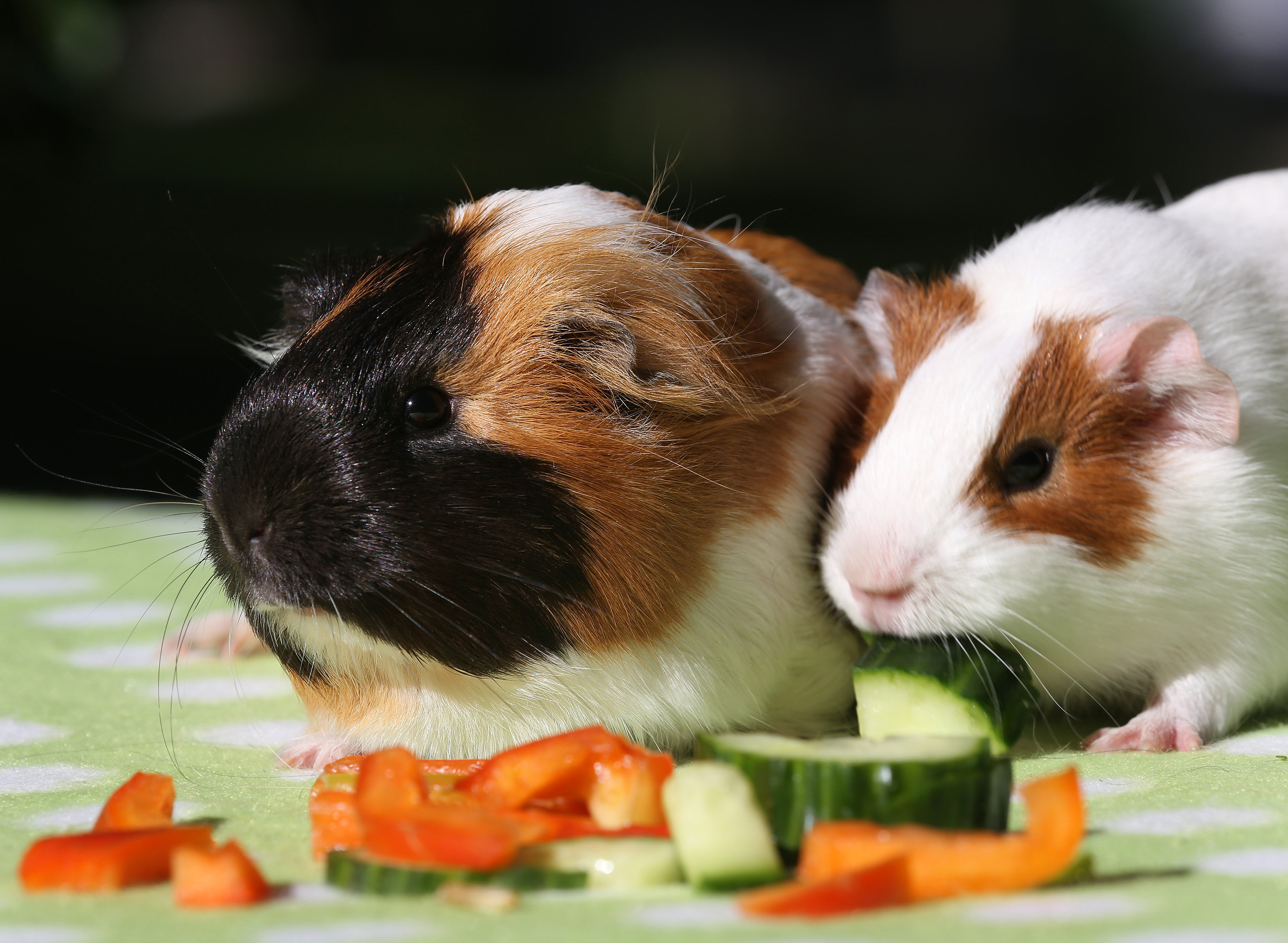 guinea pig