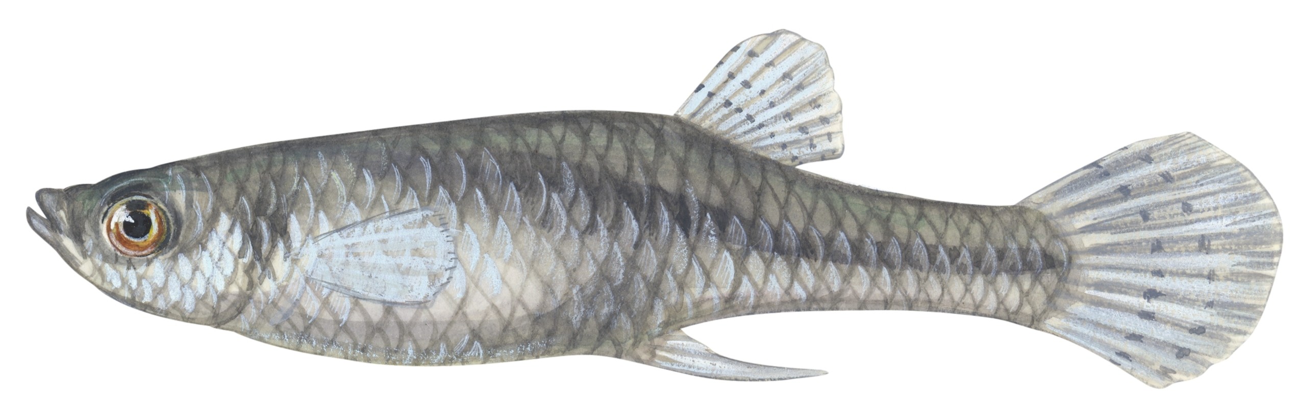 mosquitofish