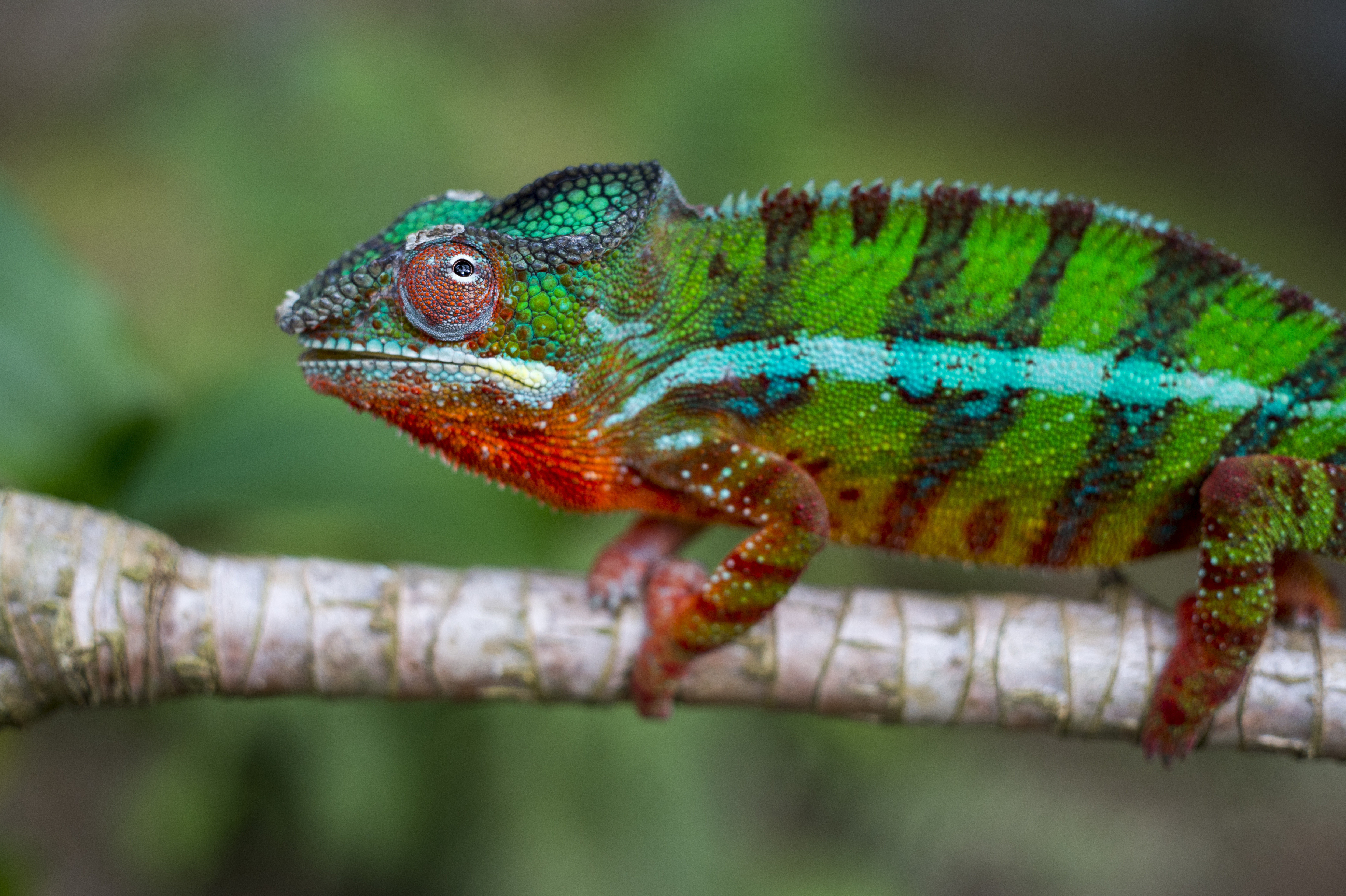 furcifer pardalis