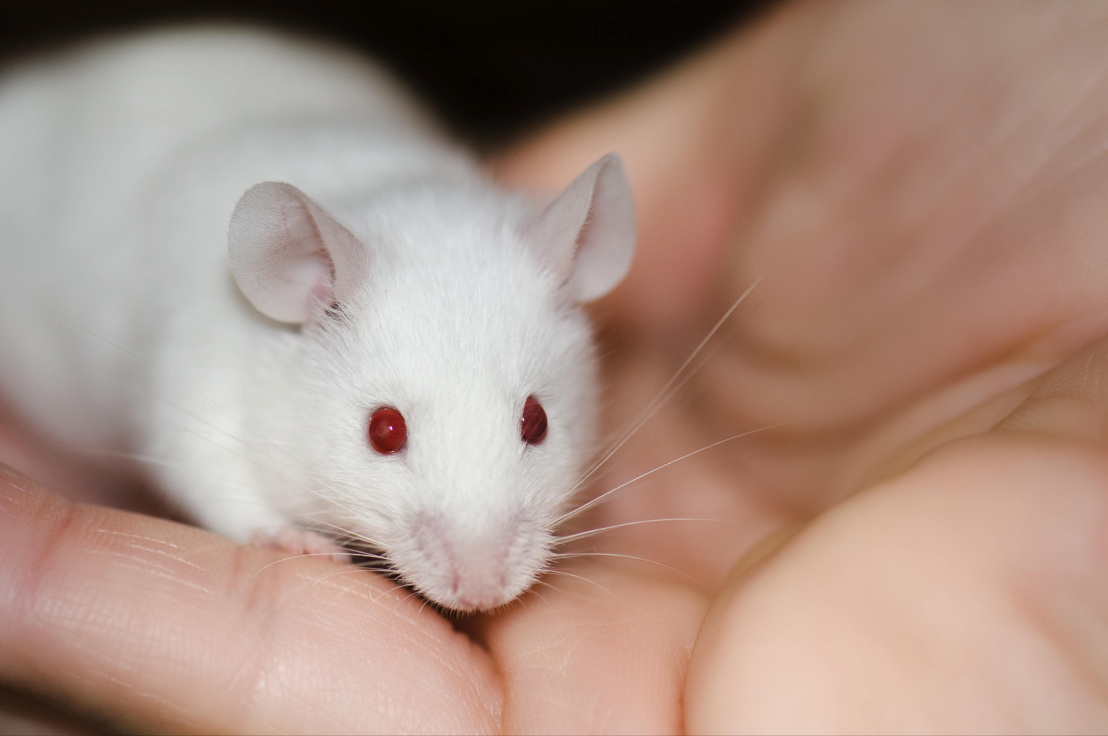mus musculus