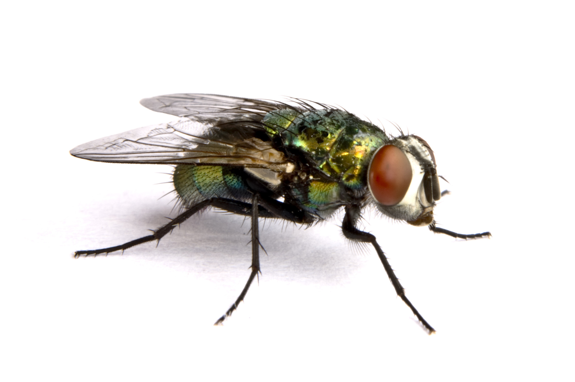 housefly