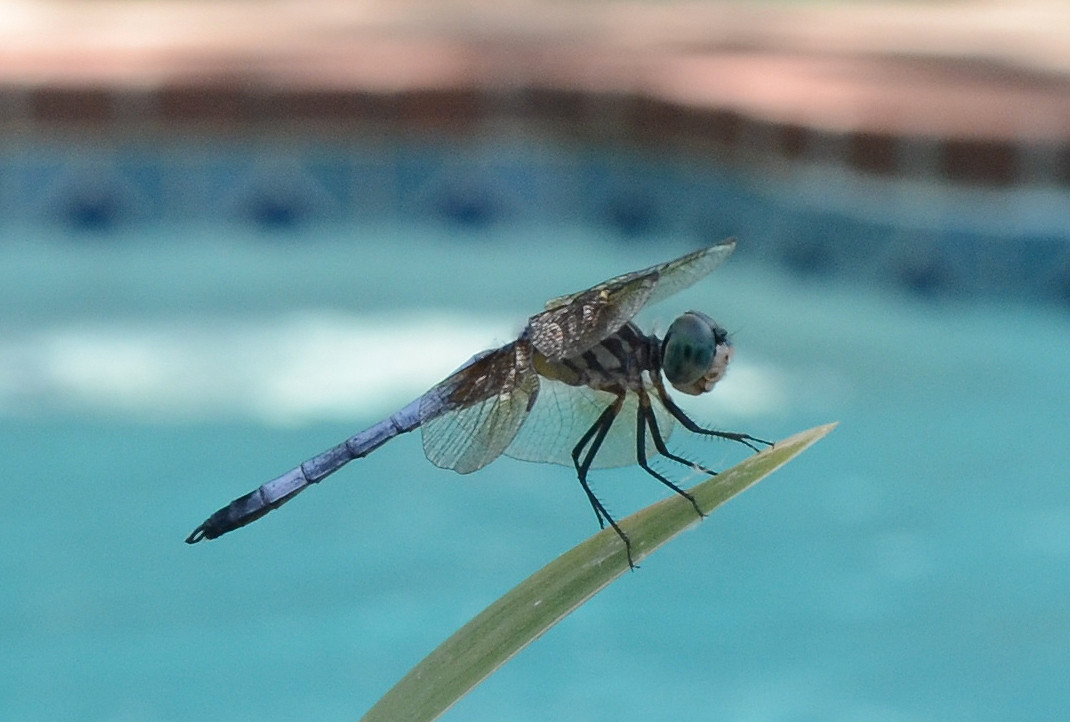 dragonfly