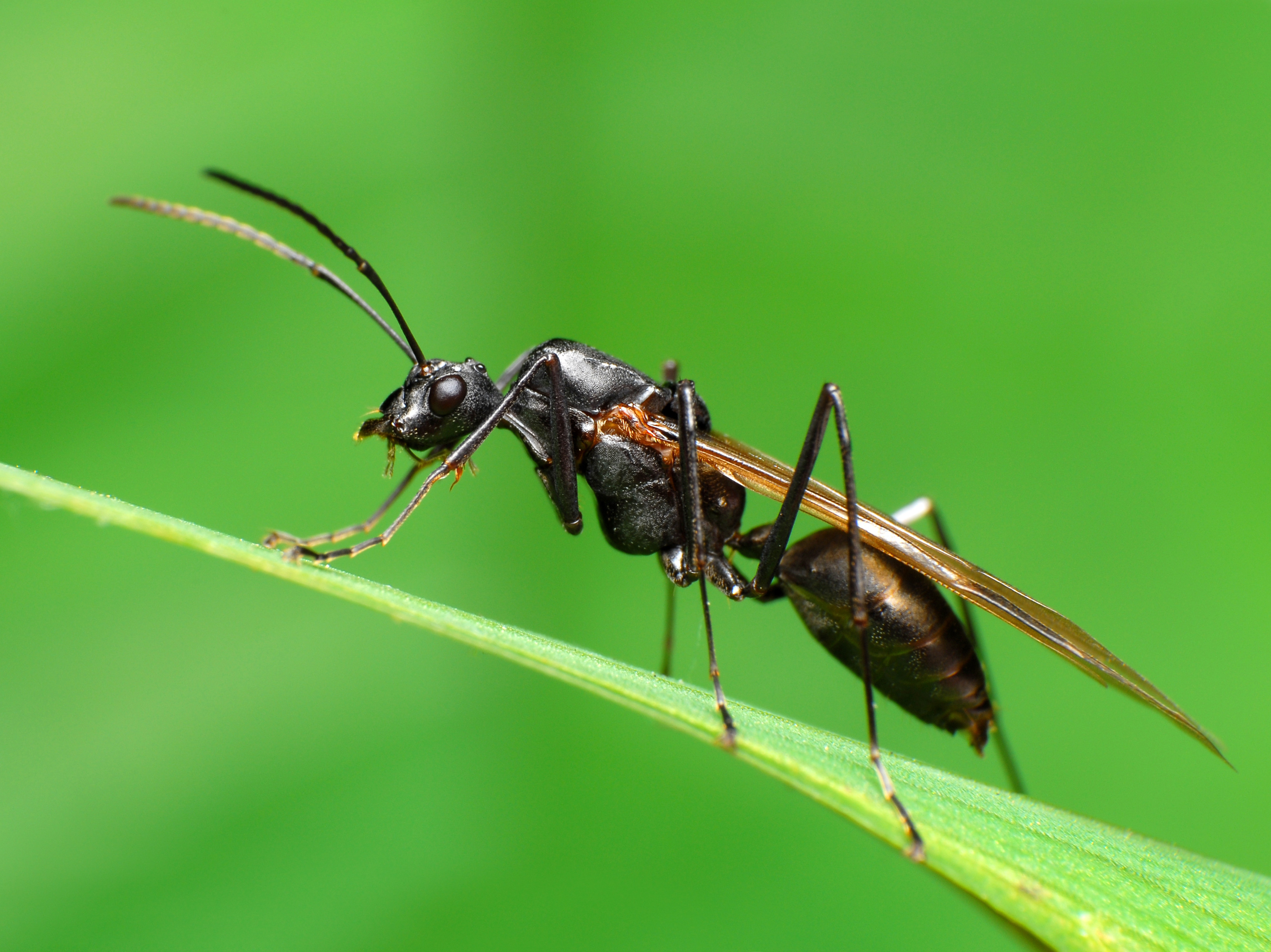 ant with wings