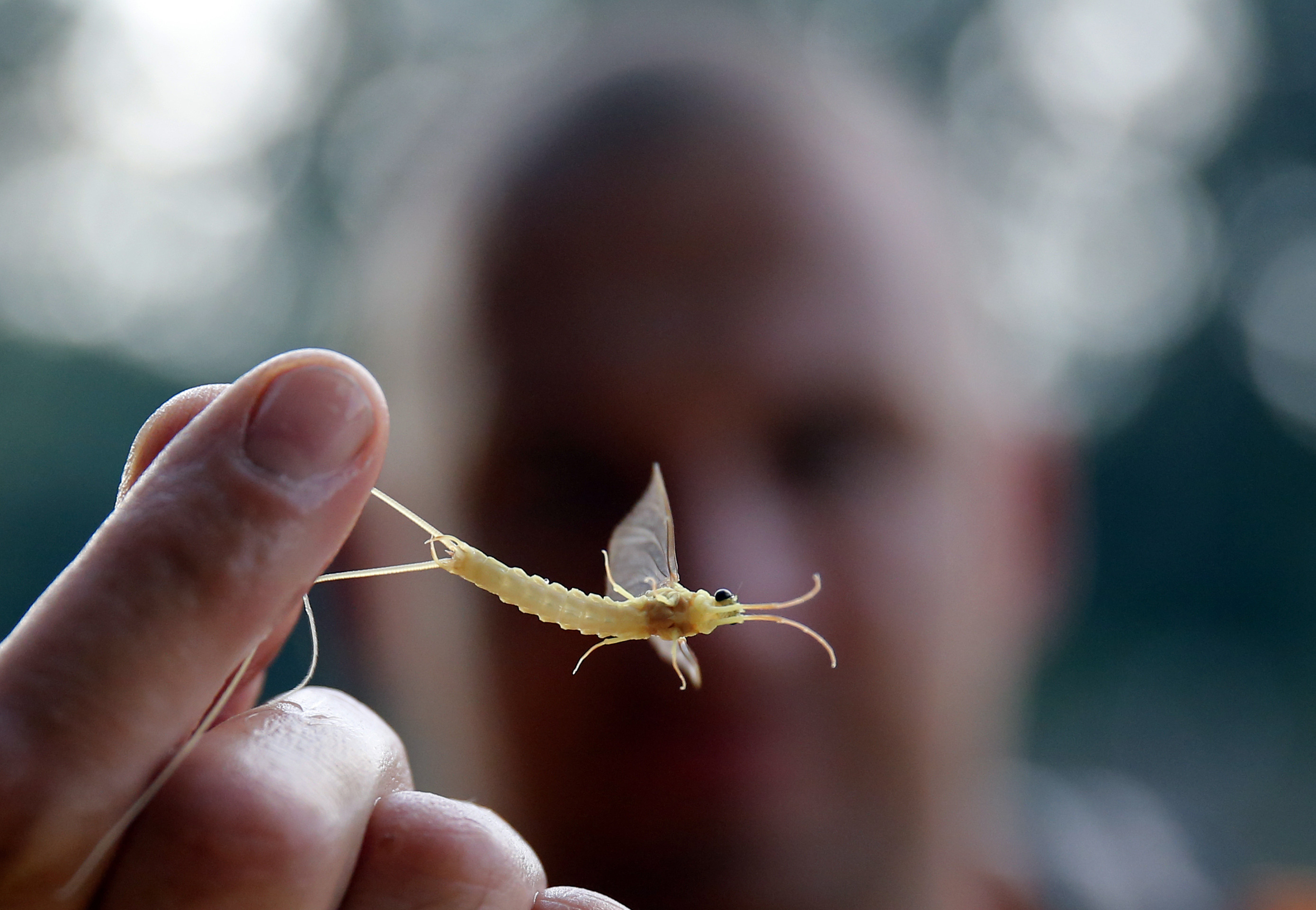 mayfly