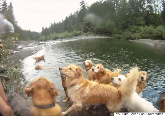 golden retrievers nanaimo river