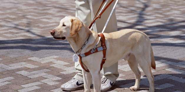 o Navigate The World Through The Eyes Of A Guide Dog