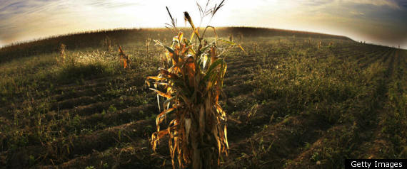 Boulder Allows Some Gmos