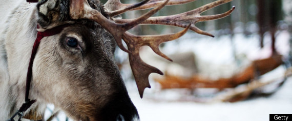 Writer Reindeer