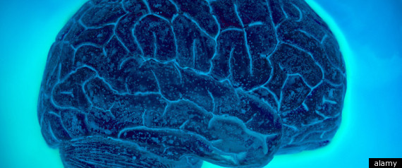 Brain