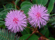A Plant That...Moves?