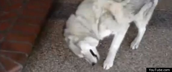 Sneezing Dog
