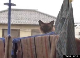 WATCH: Scary Cat Gets His Hilarious Comeuppance