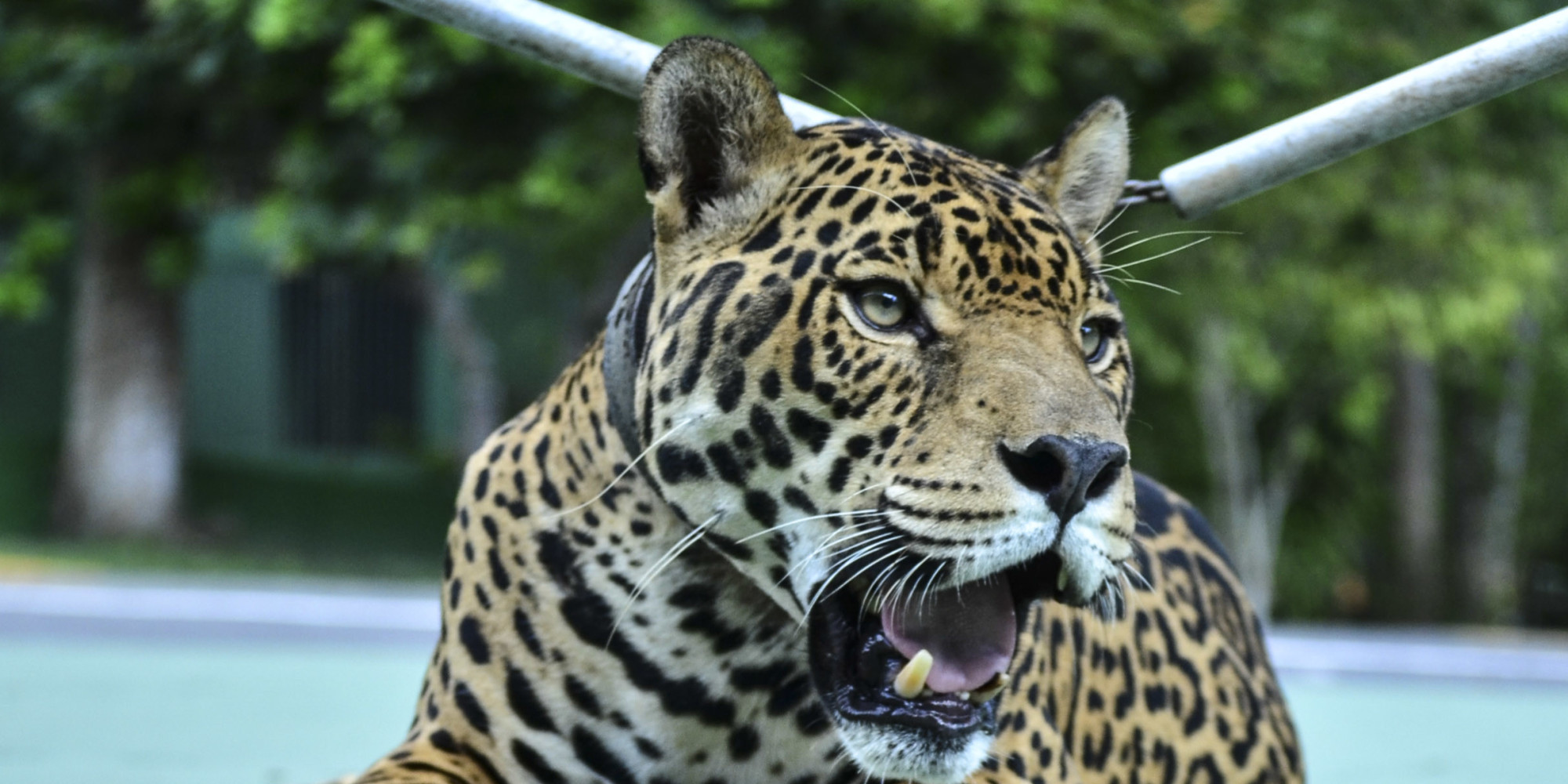 Why Should A Jaguar Be Displayed As A Mascot To Begin With? | HuffPost