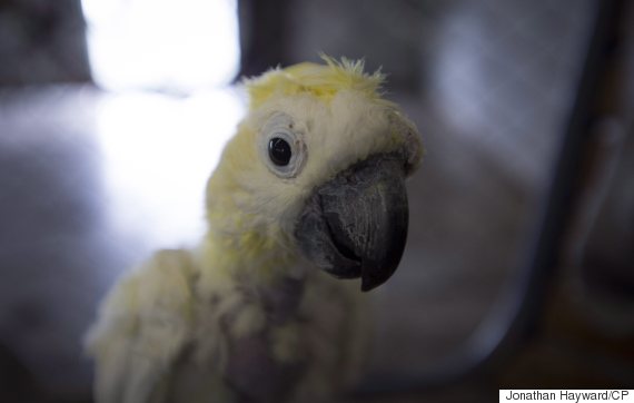 hundreds of b c parrots need forever homes as sanctuary hundreds of b c parrots need forever homes as sanctuary
