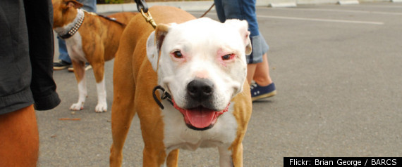 Pit Bull Mauls