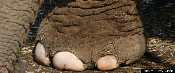 Elephant Toe