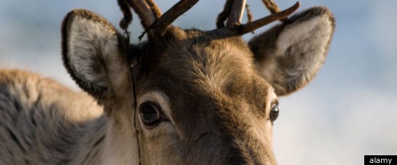 Reindeer Rudolph