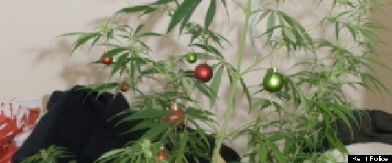 Christmas_cannabis