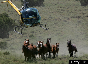 Blm Nevada Stallion Castration