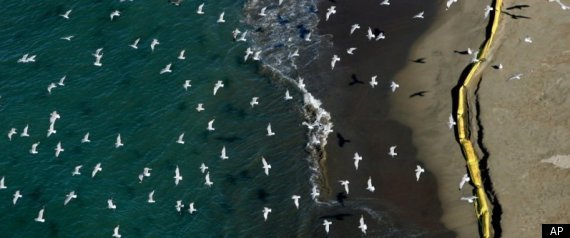 Cosco Busan Oil Spill